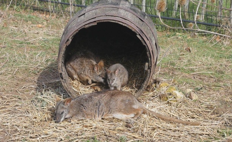 Hello Holly the Wallaby! article image